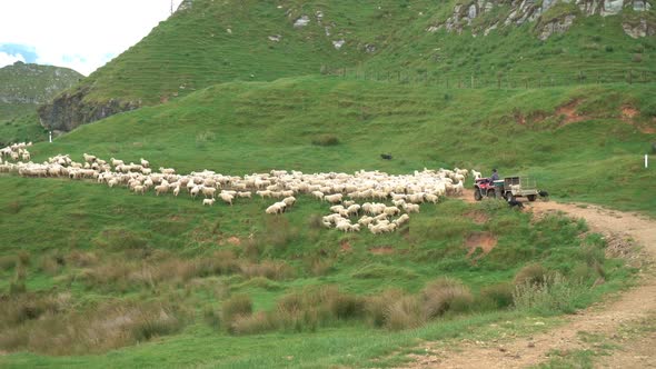 Shepherd on a Quad whit Dogs Chasing Sheeps on Green Organic Farm in New Zealand alt