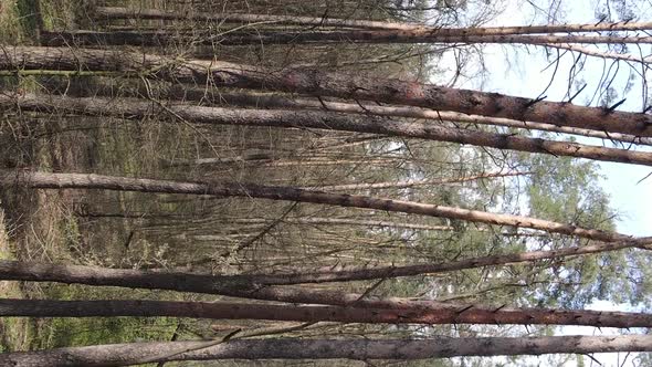 Vertical Video of Beautiful Forest Landscape Aerial View alt