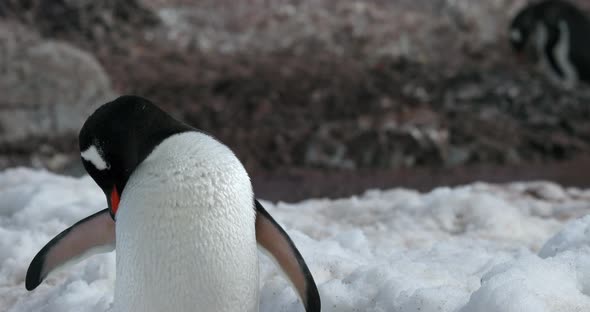 Gentoo penguin (Pygoscelis papua) on snow, Cuverville Island, Antarctica