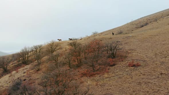 Top View of a Herd of Horses That Grazes on a Hillside Shooting From a Drone alt