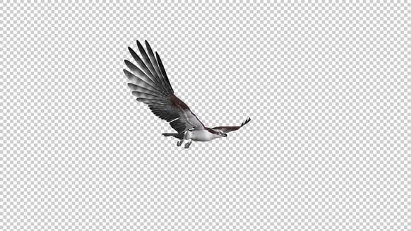 Fish Hawk - Gliding and Flying Loop - Side Angle