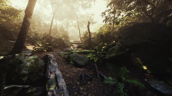 Hyperlapse Timelapse of Beautiful Tropical Jungle alt