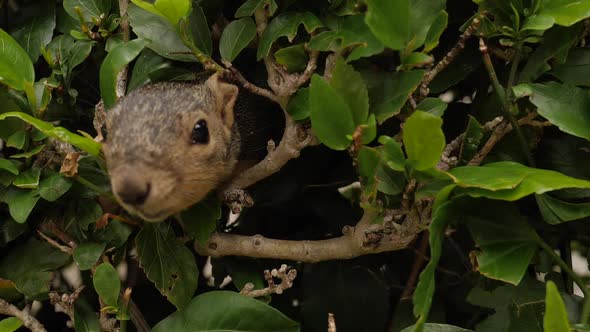 Close up hidden squirrel peaking out his head from bushes. Close up portrait alt