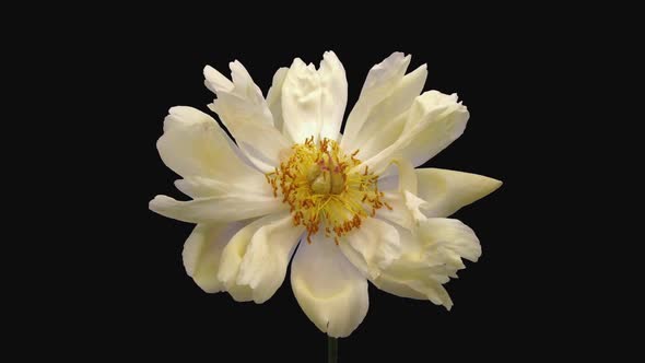 Time-lapse of dying coral Peony flower alt