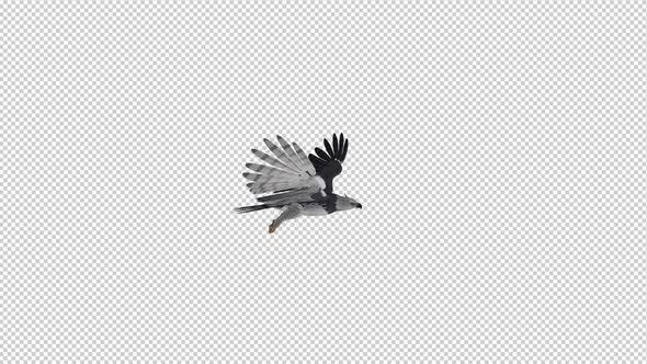 Harpy Eagle - Flying Loop - Side View