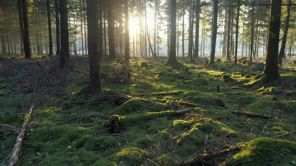 Flying in Forest at Sunset