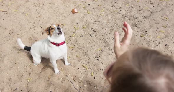 Jack Russell Play with Sand alt
