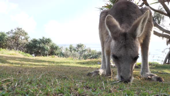 Close-up view of a young joey Kangaroo grazing on a coastal headland. Stradbroke Island Australia alt