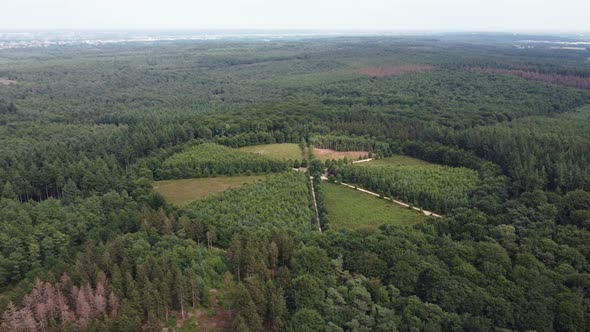 Lonely Oak Tree in the Utrechtse Heuvelrug near Amerongen, Leersum, Elst alt