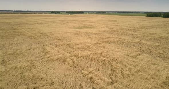 Amazing Upper View Immense Farmland Covered with Wheat alt