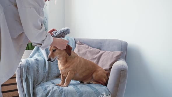 Caucasian Woman in Cozy Bedroom is Trying to Put a Taken Winter Hat on Her Little Brown Dachshund alt