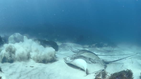 A large group of stingrays resting on the ocean floor covered in sand take flight through the blue t alt