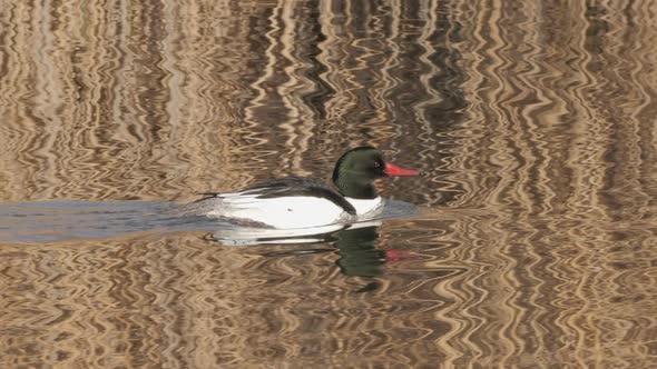 Common Merganser Male Duck Swims with Interesting Reflections in Water