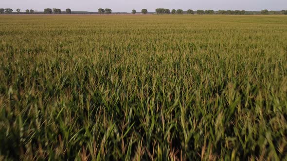 Aerial footage of flying over the field of green fresh corn and tilting camera up