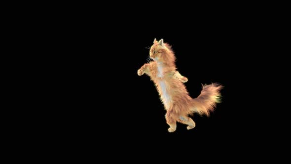 Cat Dancing HD alt