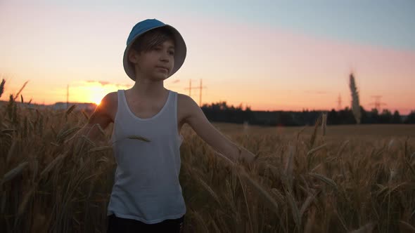 Funny Boy Walks on a Golden Wheat Field at Sunset Against a Beautiful Sky Moving Camera
