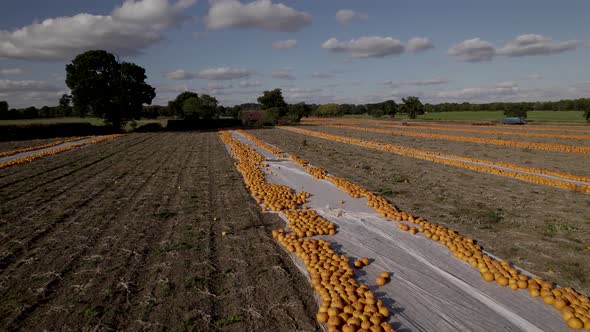 Pumpkin Farming England UK Landscape