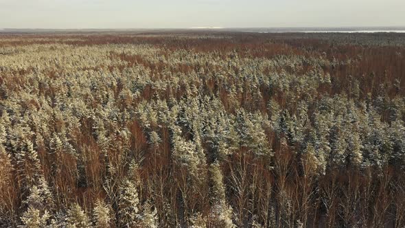 Flying Over a Snowcovered Forest