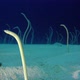 Underwater Beautiful Garden Eels - VideoHive Item for Sale