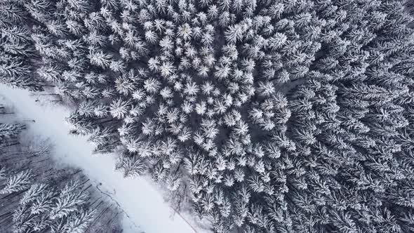 Aerial top view winter forest.