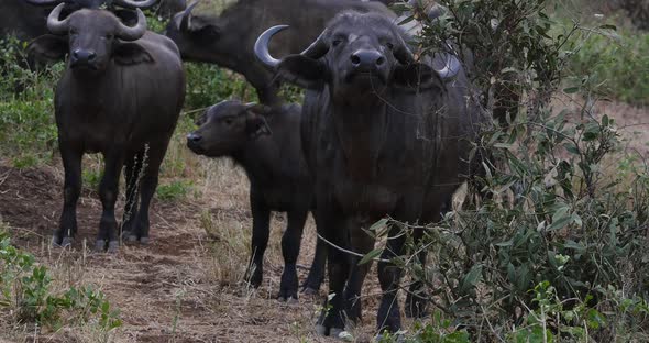 African Buffalo, syncerus caffer, Herd standing in Savannah, Adults and Young, Tsavo Park in Kenya alt