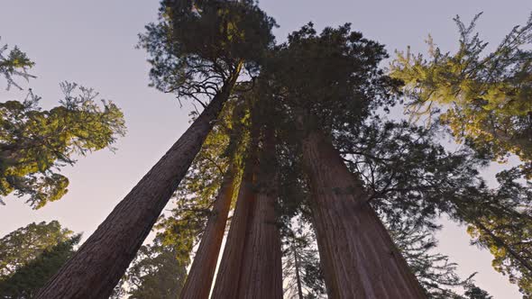 Giant Sequoia trees in Kings Canyon National Park alt