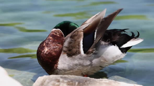 Male Mallard Duck drinking from water and scratching under its wing alt