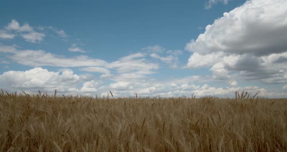 Spikelets of Wheat Sway in The Wind