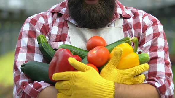 Agriculturalist Smiling Camera Holding Fresh Vegetables in Hands, Harvesting