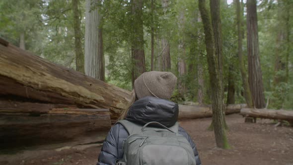 Following Shot of a Girl Walking by Fallen Sequoia Redwood Tree Trunk alt