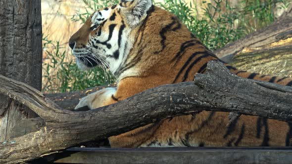 Siberian tiger, Panthera tigris altaica