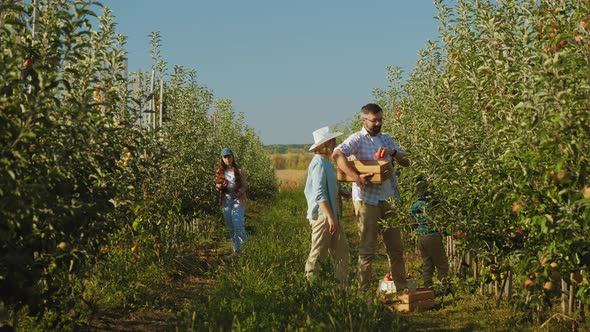 Happy Family with Children Harvest Apples in the Apple Orchard alt