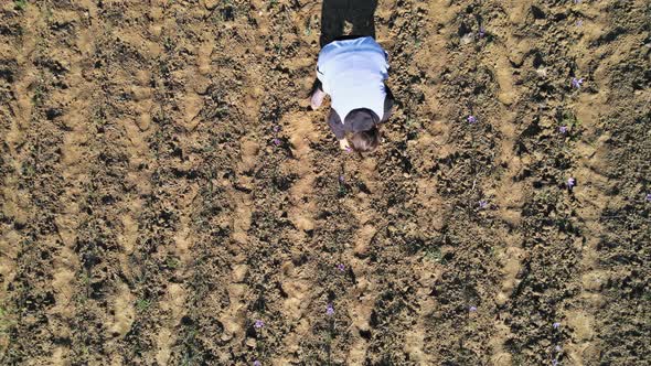 Harvest Time Flowering Harvest Saffron Flowers alt