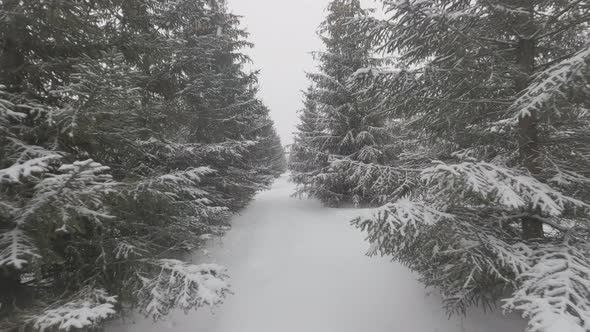 Passage between rows of fir trees in winter coniferous forest when snow falls alt