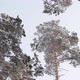 The Tops of the Pines Against the Sky - VideoHive Item for Sale