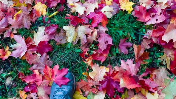 Autumn Leaves Underfoot