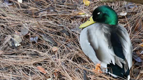 Colourful Mallard Dabbling Duck in Natural Habitat. Waterflow Multi Colored Bird in Wild Nature alt