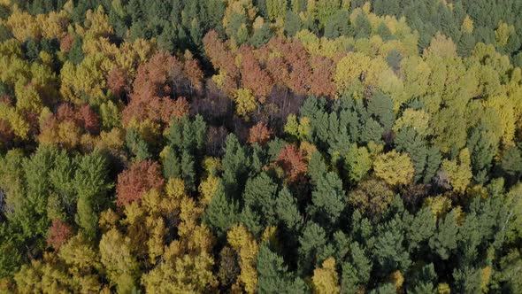 Aerial Footage of Colorful Forest in Autumn Season. Yellow and Green Trees