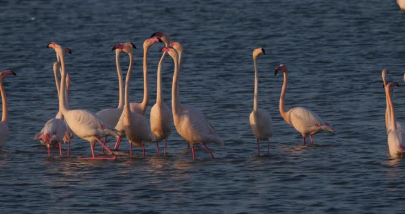 Pink flamingos during the courtship in the Camargue, France alt