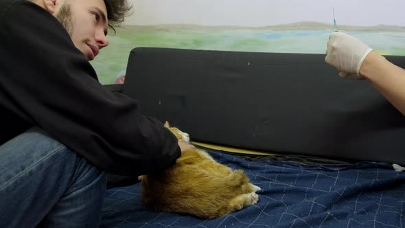 Young Guys Give an Injection to a Sick Red Cat in an Apartment