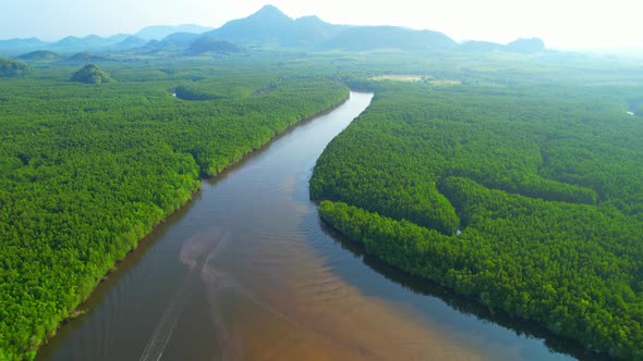 4K Aerial view of mangrove forest at khao jom pa, trang, Thailand. 4k Footage alt