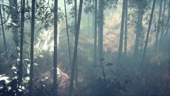 Bamboo Trunks and Sunlight Shines Through the Walls of the Plant and Fog alt