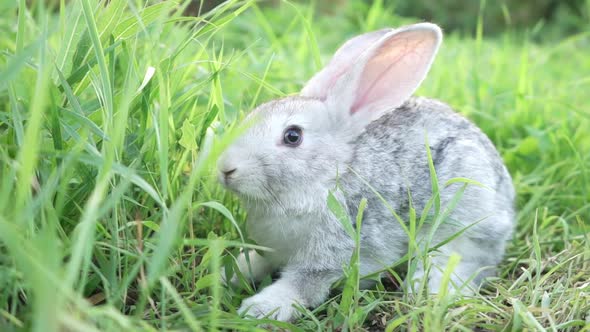 Cute Fluffy Light Gray Domestic Rabbit with Big Mustaches Ears Eats ...