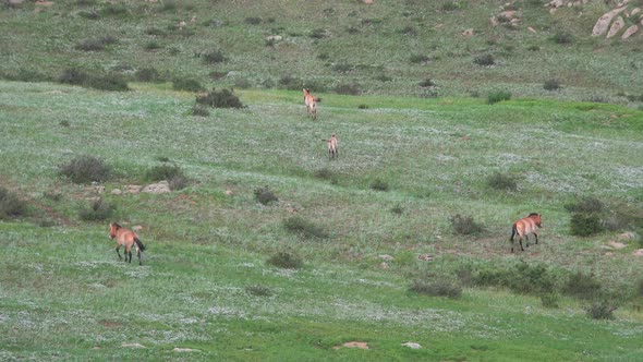 Wild Przewalski's Horses in Natural Habitat in The Plateau of Mongolia alt