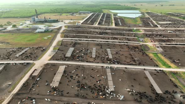 Thousands of beef cattle and steers raised for meat at slaughterhouse. Aerial view of feedlot. alt