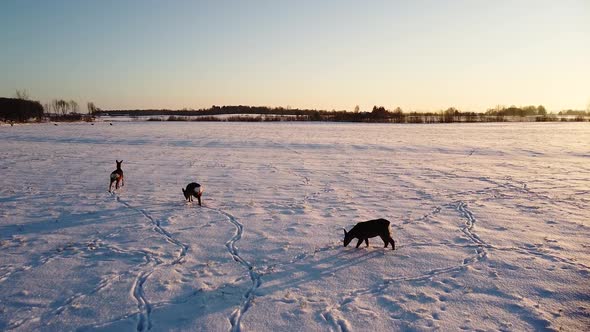 Aerial birdseye view at European roe deer (Capreolus capreolus) group standing on the snow covered a alt