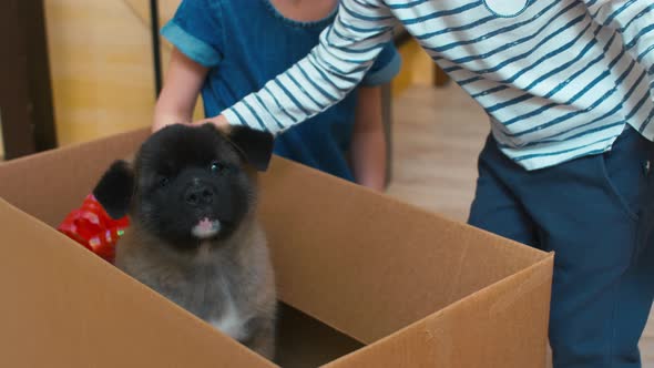 Two kids stroking puppy in box