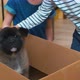 Two kids stroking puppy in box - VideoHive Item for Sale