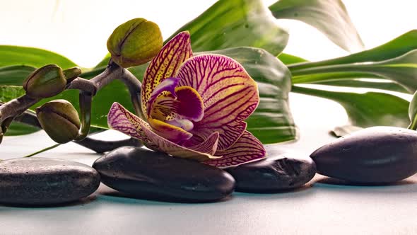 Orchid Blooms Near Stones with Reflection in Water Time Lapse Macro Photography Spa Concept Zen alt
