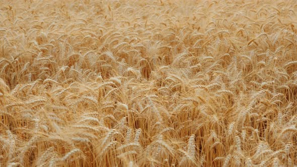 Ears of Ripe Yellow Wheat Swaying in the Wind alt